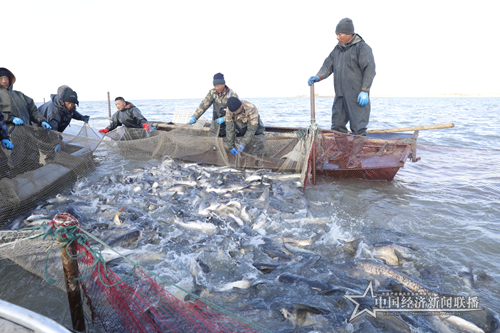 黑龍江連環(huán)湖天然野生魚喜獲豐收